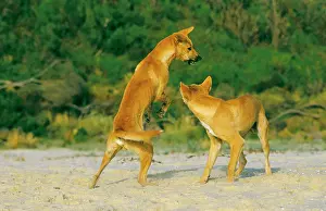 Dingos: Dingo - Playing