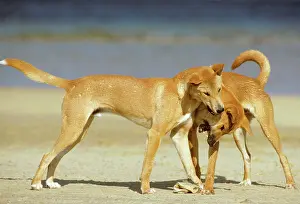 Dingo: Dingo - Playing on the beach