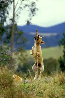 Dingos: Dingo - Pup playing with a plant