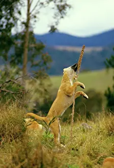 Dingo: Dingo - pup playing with a plant