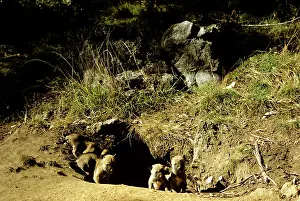 Packs: Dingo - Pups next to den
