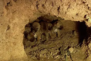Packs: Dingo - pups in den