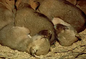 Dingos: Dingo - pups in den