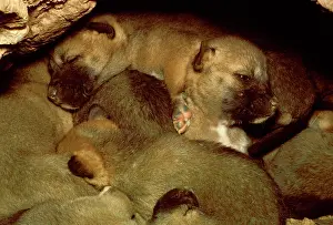 Dingos: Dingo - pups in den