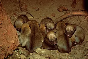 Dingos: Dingo - pups in den