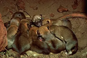 Dingos: Dingo - pups in den
