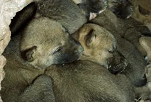 Dingos: Dingo - pups in den