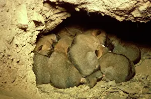 Dingos: Dingo - pups in den