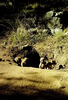 Dingo: Dingo - pups at den
