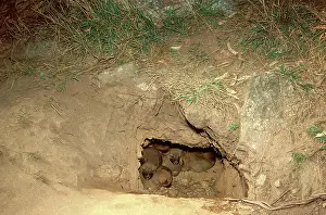 Dingos: Dingo - pups in den, viewed from entrance