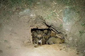 Packs: Dingo - pups at mouth of den