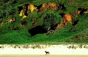 Mile: Dingo - Seventy Five Mile Beach