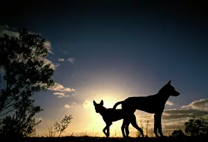 Silhouettes: Dingo - silhouette