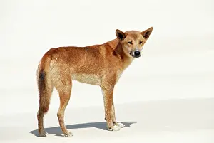 Pests: DINGO - standing on beach