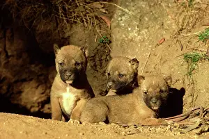 Dingo: Dingo - Three-week-old pups outside the den
