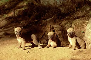 Dingo: Dingo - three-week pups at den entrance