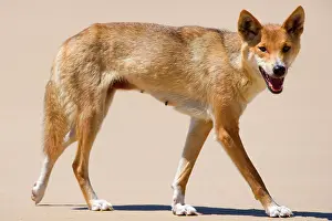 Strolling: Dingo - side view of a female adult strolling along