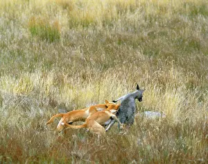 Dingo: Dingo - x2 attacking Kangaroo