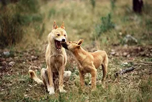 Jaws: DINGO - Young trying to prompt regurgiation from adult