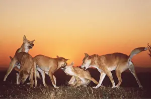 Growling: DINGOS - pack fighting