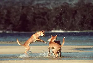 Attacking: DINGOS - in water