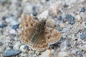 Skippers: Dingy Skipper