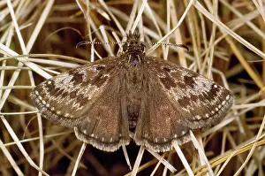 Skippers: Dingy Skipper Butterfly