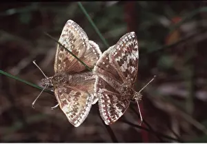 Martin Beames: Dingy Skipper Butterfly - Mated Pair