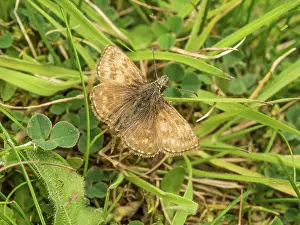 Skipper: Dingy skipper - resting on ground - Dorset