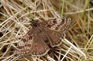 Skippers: Dinky Skipper Butterfly