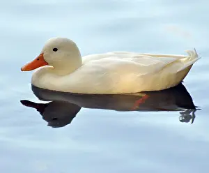 Dinner: Dinner Duck