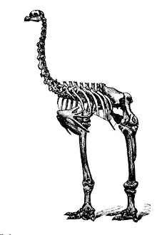 Consumer: Dinornis, Giant Moa, Cenozoic Bird