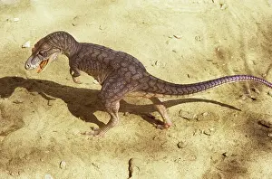 Models: Dinosaur - Albertosaurus - walking