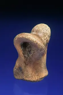 Dino: Dinosaur Bone