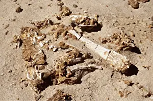 Bone: DINOSAUR BONES - from Cretaceous period