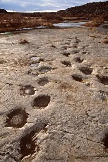Tracks: DINOSAUR - Brontosaurus / Apatosaurus trackway