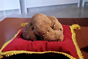 Petrified: Dinosaur Coprolite