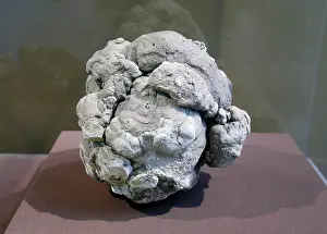 Petrified: Dinosaur Coprolite
