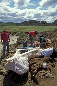 Excavations: Dinosaur Dig
