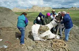 Excavations: Dinosaur Dig - wooden frame & jacket being attached