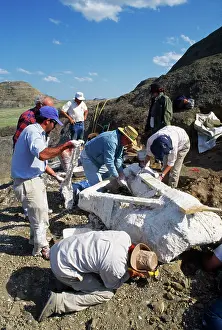 Excavations: Dinosaur Dig - wooden frame & jacket being attached
