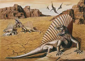 Dimetrodon: DINOSAUR - Dimetrodon group showing typical fin-back