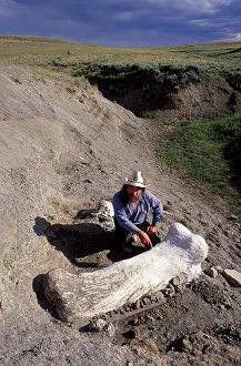 Excavations: Dinosaur - Dinosaur paleontologist Dr Robert Bakker
