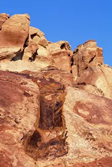 Diplodocus: DINOSAUR - Diplodocus femur imprint