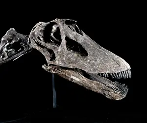 Dinosaur - Diplodocus skull