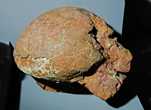 Extinction: Dinosaur Egg Fossil