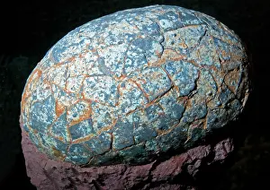 Hadrosauridae: Dinosaur Egg Hadrosaur