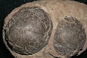 Ornithopod: Dinosaur Eggs