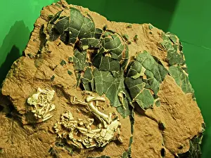 Embryos: Dinosaur Eggs and Embryos