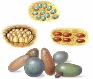 Reconstructions: Dinosaur eggs and nests